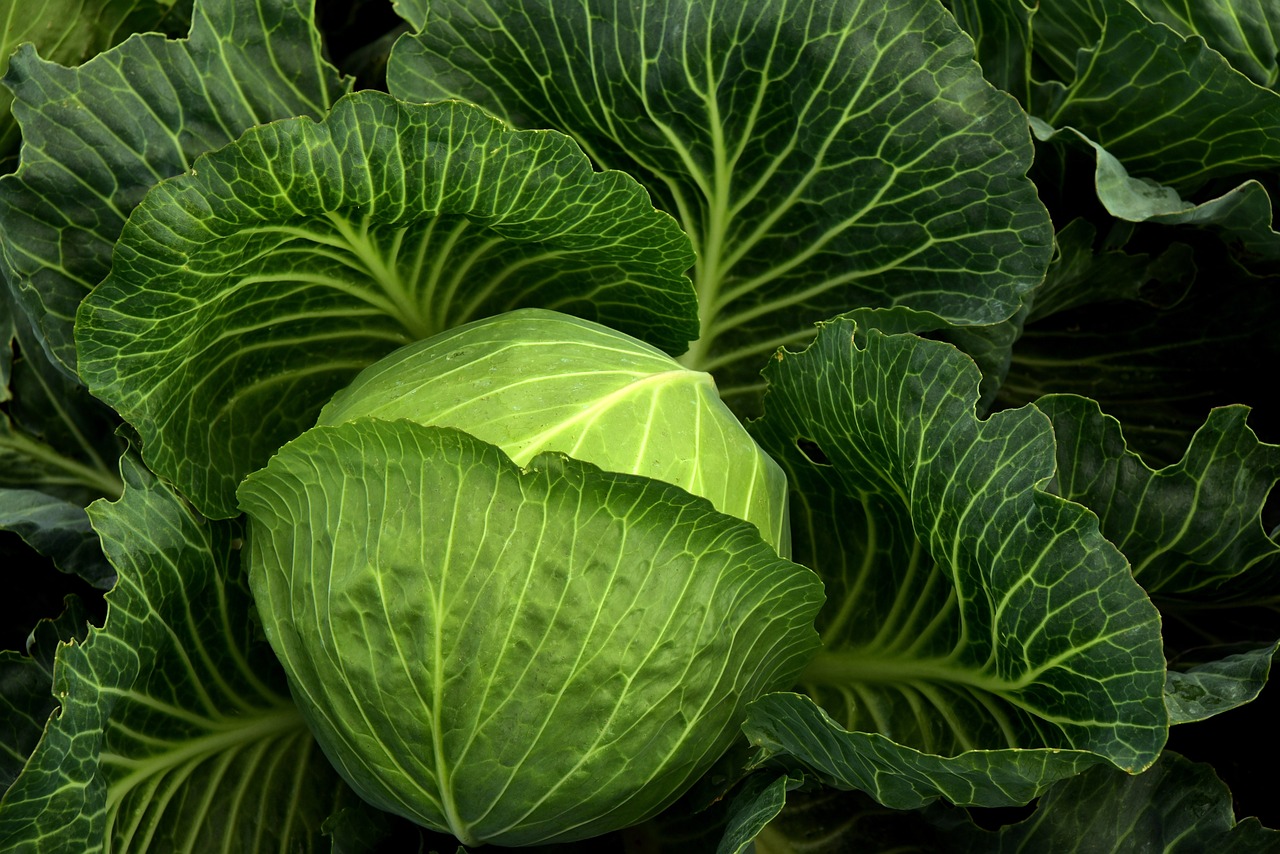 Here’s How To Preserve Cabbage- 4 Tested Methods