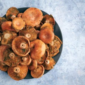 brown mushrooms in port harcourt