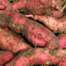 how to preserve sweet potatoes - the spruce