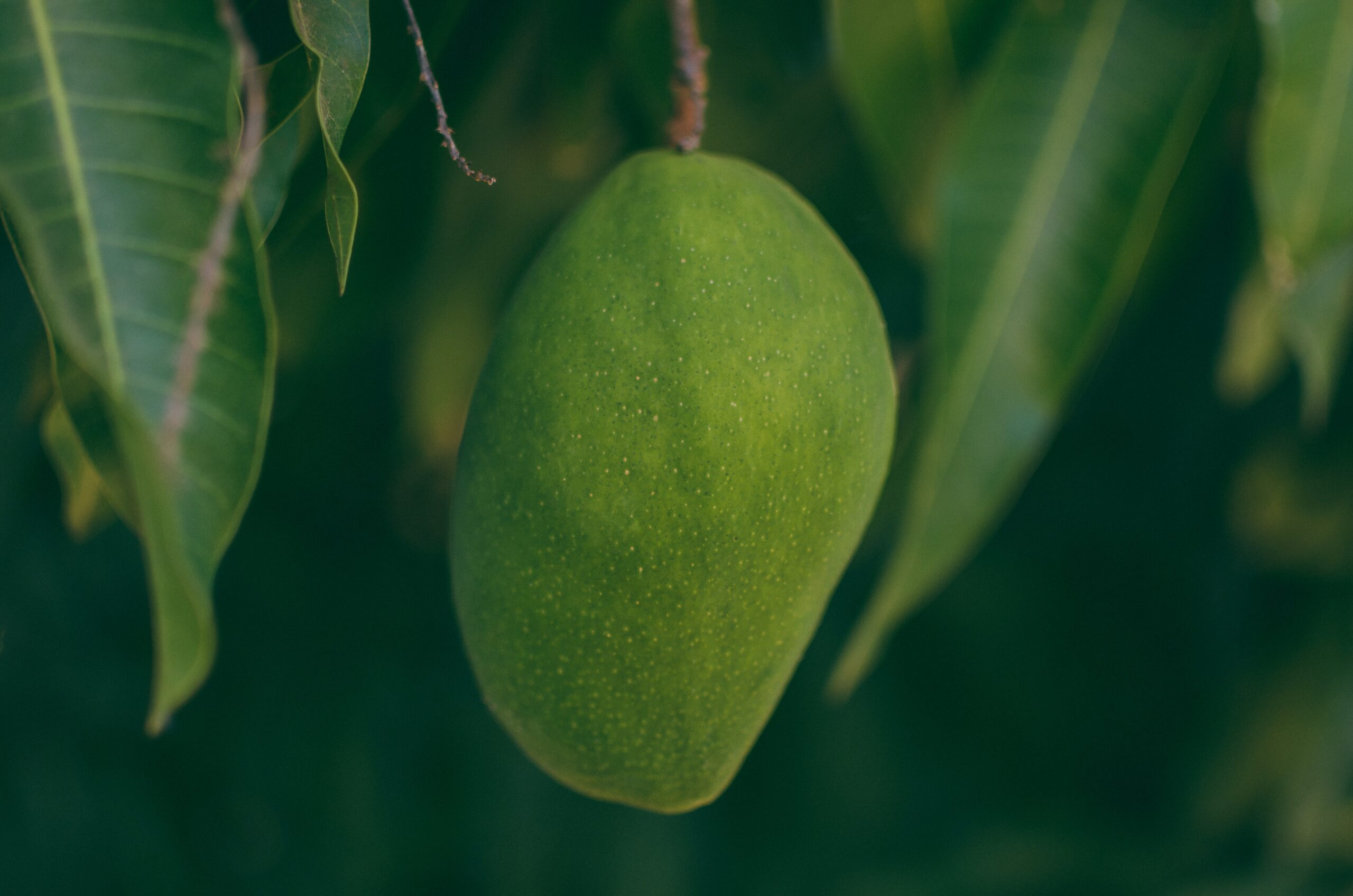How to Preserve Mangoes – Proven Methods for Long-lasting Flavour