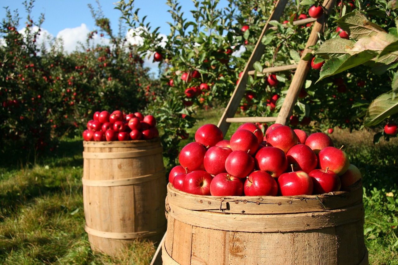How To Preserve Apples – 7 Amazing Methods