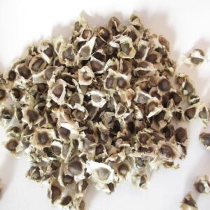 Moringa Seed in Port Harcourt